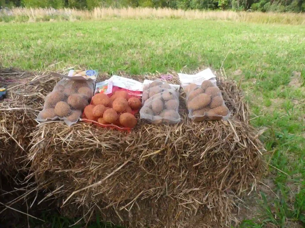 Egy zsák krumplit ültet a szalmakupacba