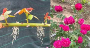 Így termessz otthon rózsákat
