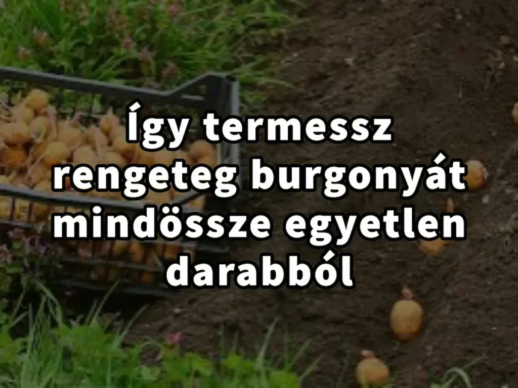 Így termessz rengeteg burgonyát mindössze egyetlen darabból - még kezdőknek is ajánlott