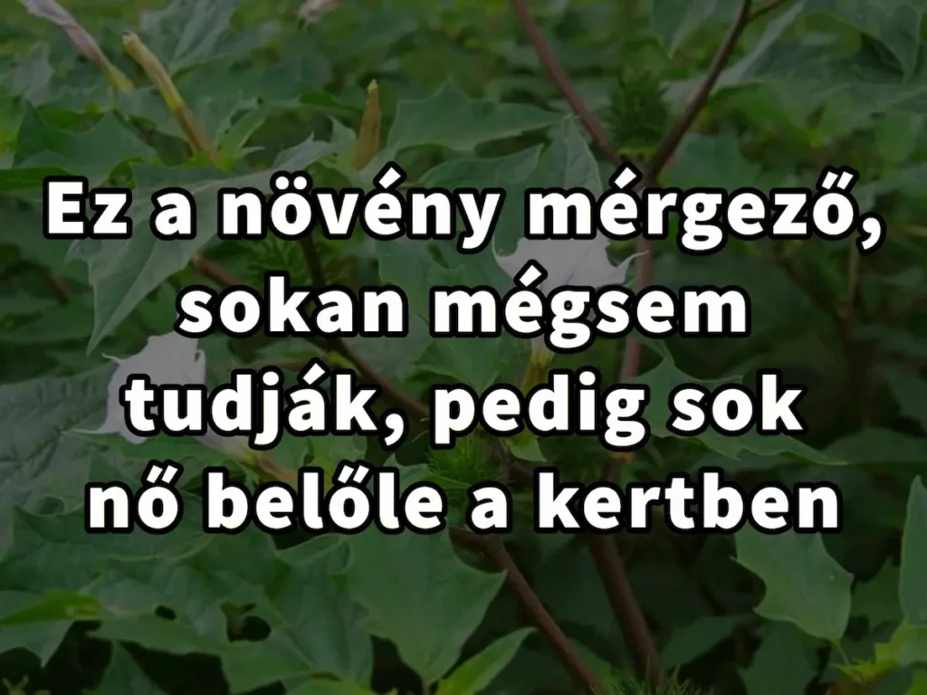 Ez a növény mérgező sokan mégsem tudják