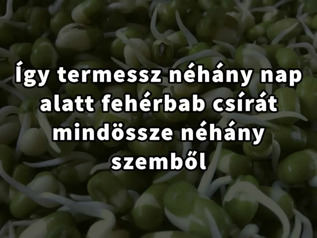 Így termessz fehérbab csírát