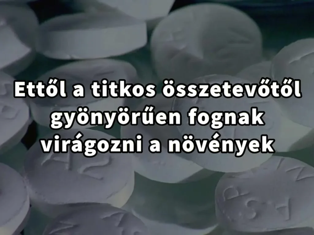 Ettől a titkos összetevőtől gyönyörűen fognak virágozni a növények