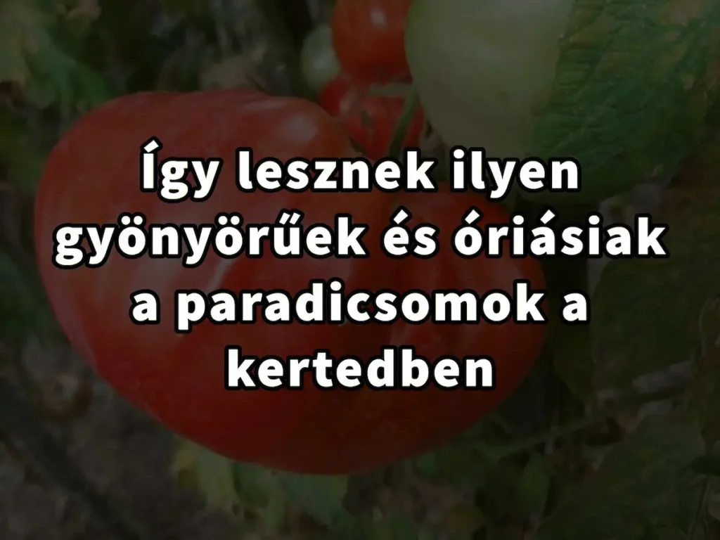 Így lesznek ilyen gyönyörűek és óriásiak a paradicsomok a kertedben