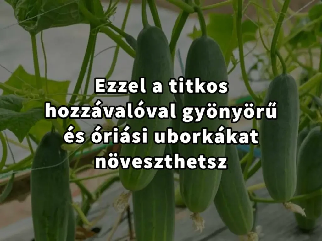 Ezzel a titkos hozzávalóval gyönyörű és óriási uborkákat növeszthetsz