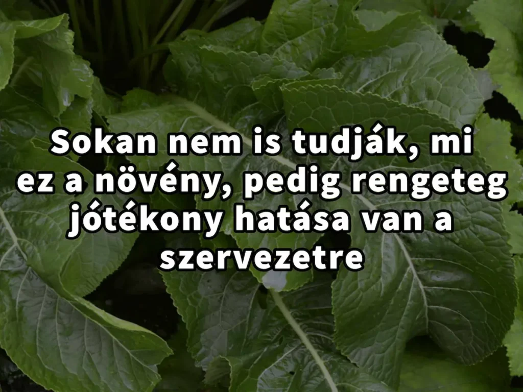 Sokan nem is tudják, mi ez a növény, pedig rengeteg jótékony hatása van a szervezetre