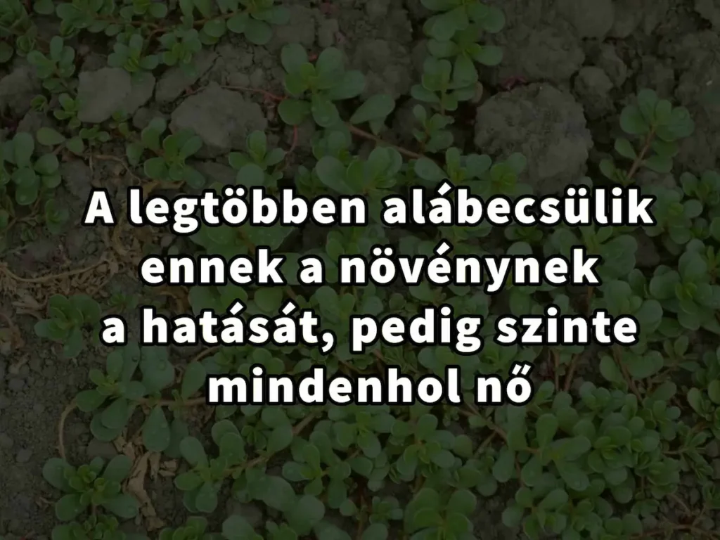 A legtöbben alábecsülik ennek a növénynek a hatását pedig szinte mindenhol nő