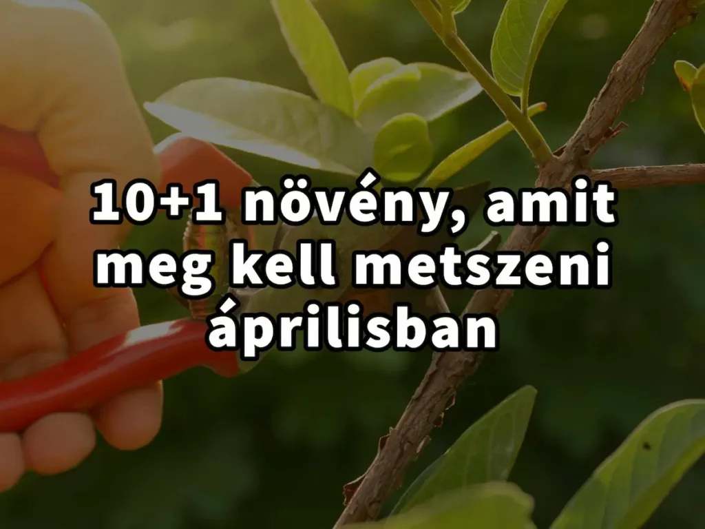 Növények metszése