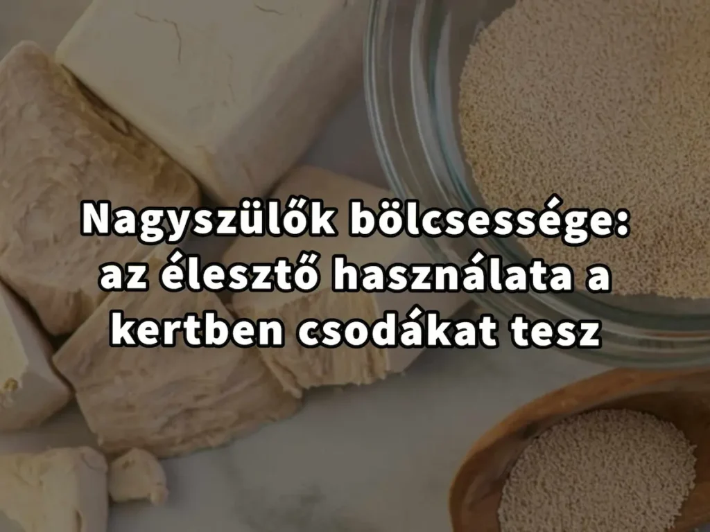 A nagyszülők bölcsessége: élesztő használata a kertben, egyszerűen csodákat tesz