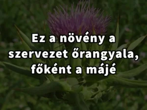 Ez a növény a szervezet őrangyala, főként a májé