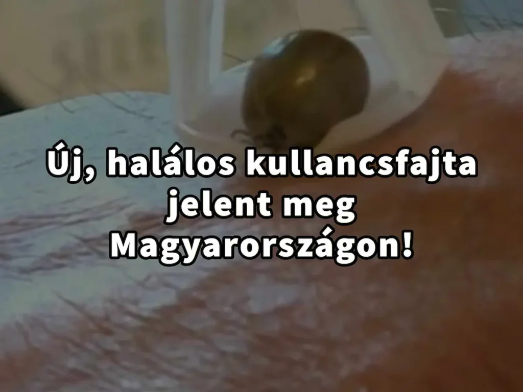 Új halálos kullancsfajta jelent meg hazánkban