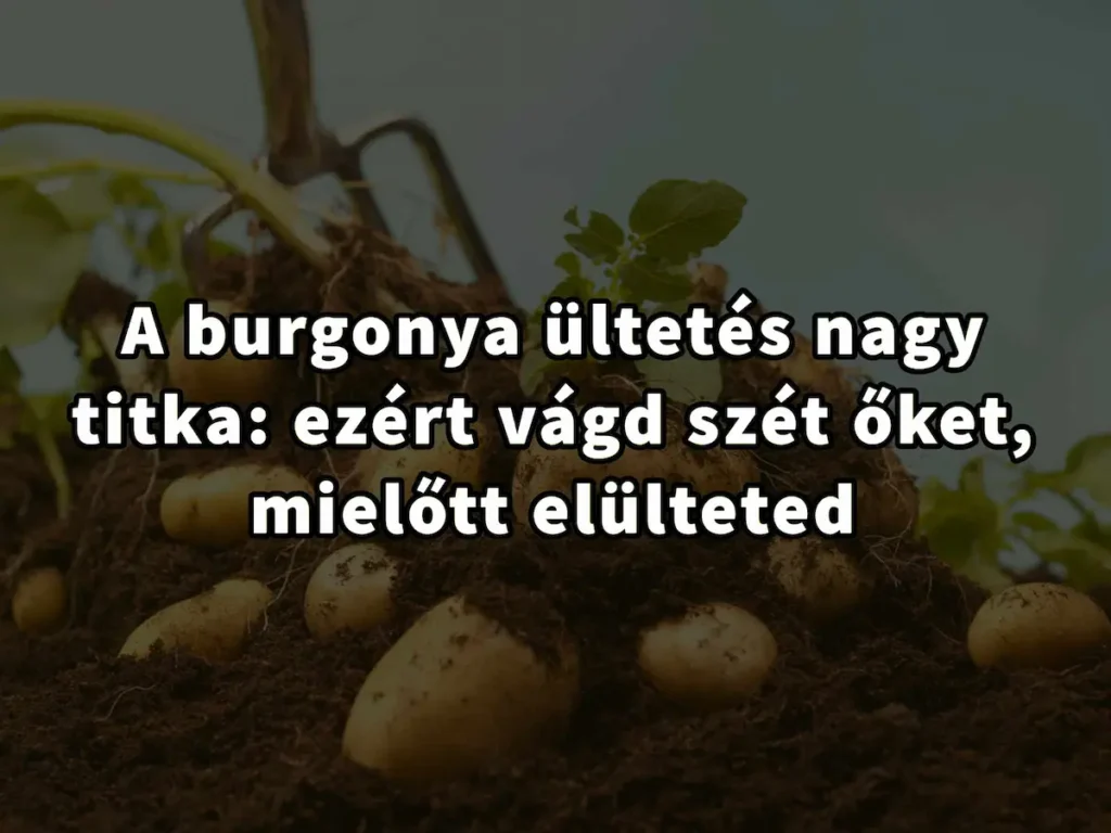 A burgonya ültetés nagy titka