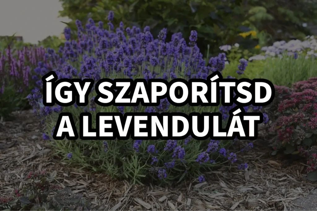 így szaporítsd a levendulát