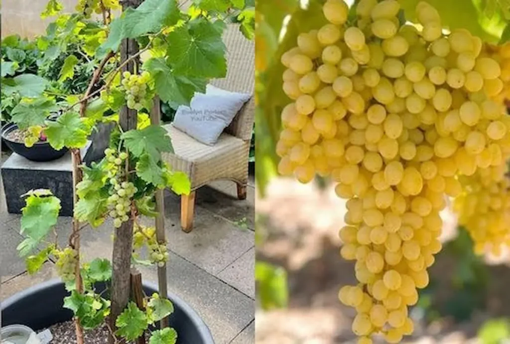 szőlő ültetés