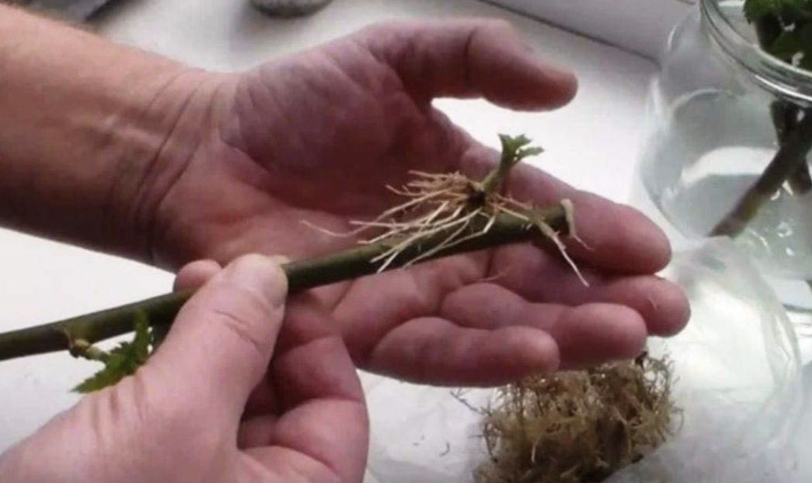 rózsa gyökereztetése