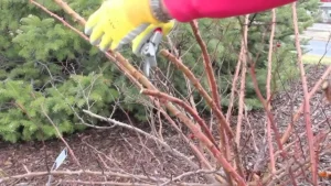 Mikor metsszük a rózsákat – ősszel vagy tavasszal Ez a dátum döntő fontosságú a gyönyörű virágokhoz