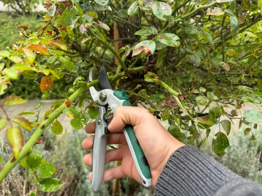 a legalkalmasabb időpont a rózsa metszésére