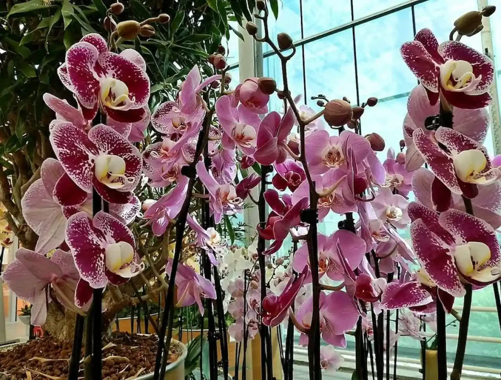 Ettől a gyümölcstől gyönyörűen fog virágozni az orchideád