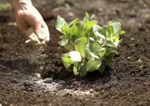 Ezért ne trágyázz ősszel a kertedben - nagy károkat okozhatsz vele