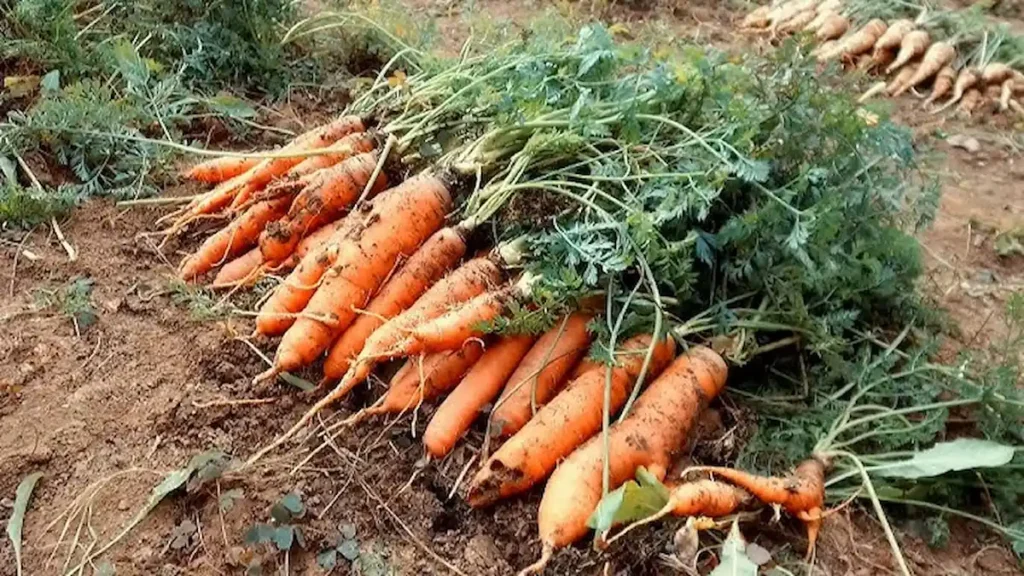 Még novemberben is vethetsz zöldséget ezeket érdemes