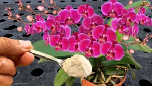 Virágzásindító házi tápoldat december végére az orchideákhoz: 4 egyszerű módszer a virágözönhöz