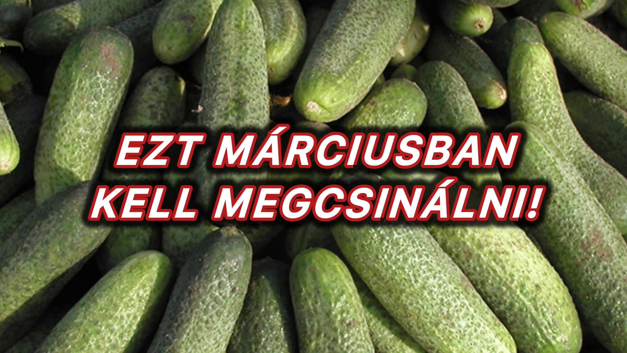 Ezt márciusban kell megcsinálni: Hatalmasra nő és harsogóan ropogós lesz az uborka, ha erre figyelsz