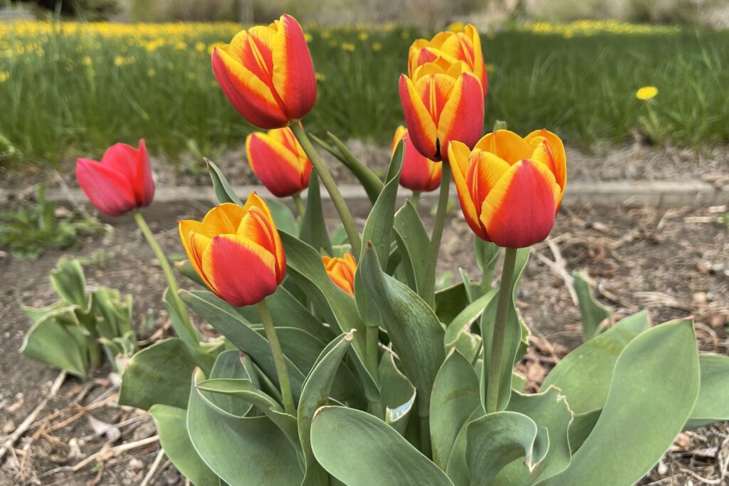 Én így gondozom a tulipánjaim, és ontják mindig nyáron a virágokat