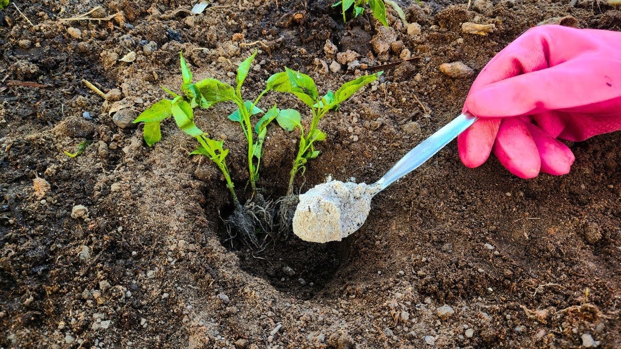 A kertész figyelmeztet