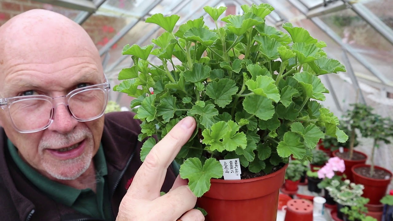 Csodálkozva néztem, mit tesz a nyugdíjas szomszédom a muskátlikkal: így kelti életre őket tavasszal