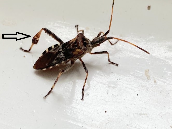 Ilyenkor támadnak a poloskák: így védd meg tőlük a paradicsomod és a kerted