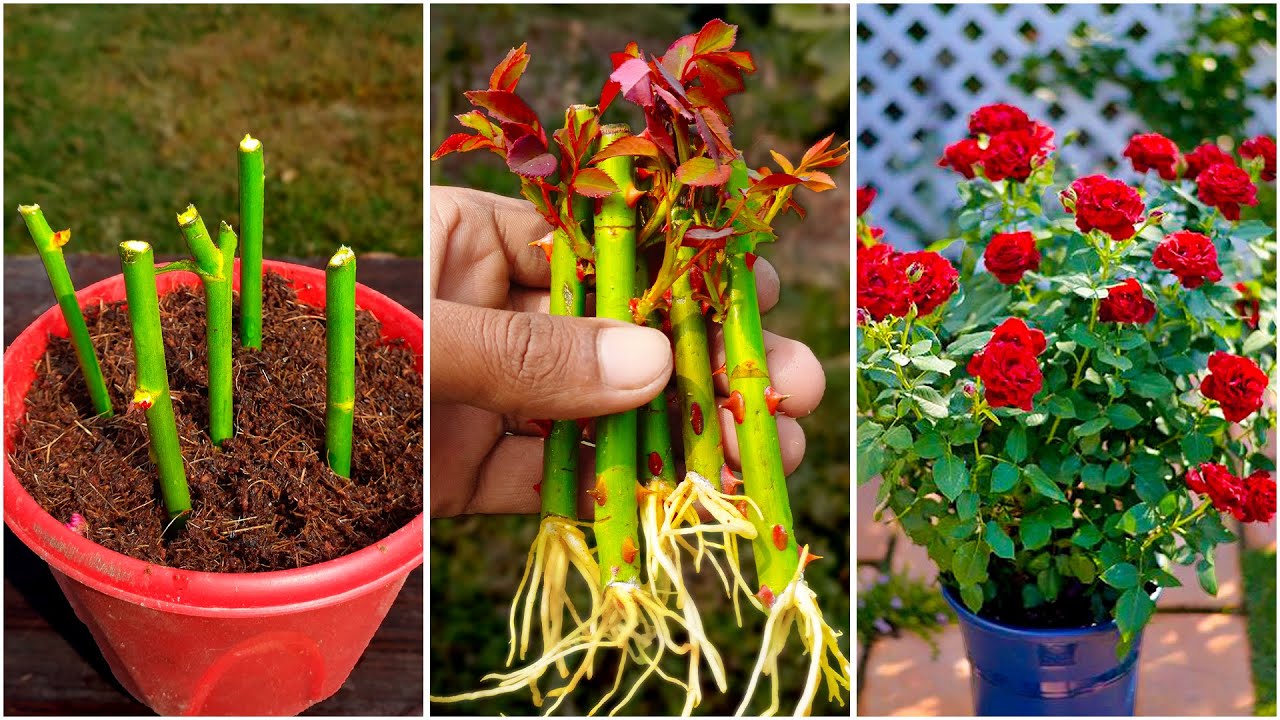 Adj egy kis törődést a rózsádnak, cserébe virágtengert kapsz! Ezt tedd most vele: