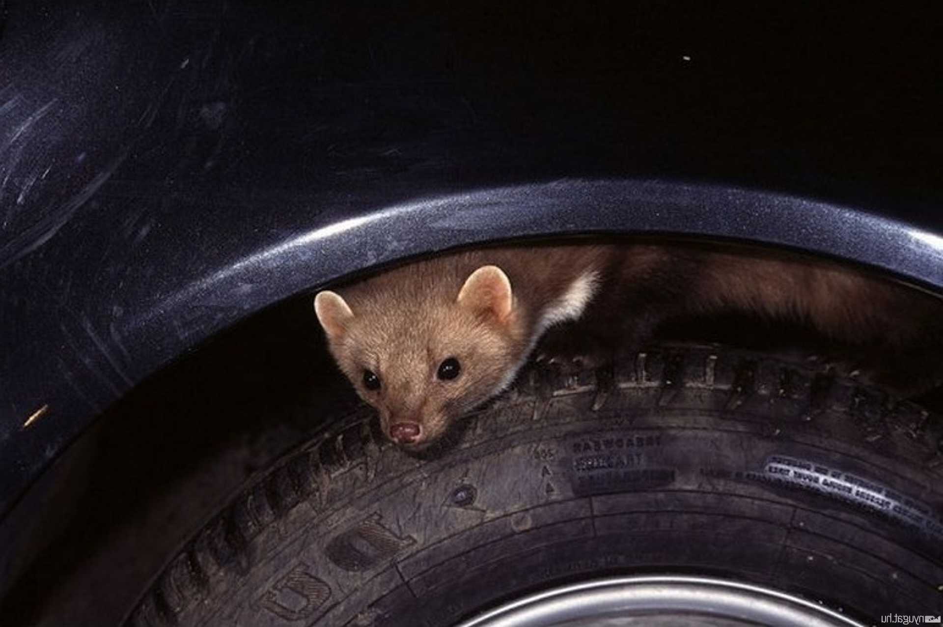 Toronymagasan ez a leghatásosabb módszer a nyestek ellen, sírva menekülnek a szagától