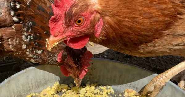 Így javítsd fel a gabonát, hogy a tyúkok télen is folyamatosan tojjanak adalékok nélkül, mégis rengeteg tojással