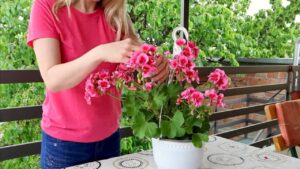 A kávézacc a muskátlinál csodát tehet - Ezt mondta a Ráckevei kertész unokatesóm