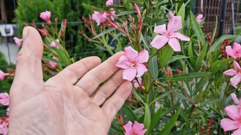 Ezt tedd meg most hétvégén a leandereddel, és nyárra pompázni fog a sok virágtól!