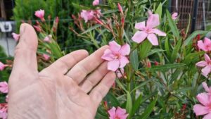 Ezt tedd meg most hétvégén a leandereddel, és nyárra pompázni fog a sok virágtól!