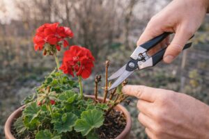 Muskátli gondozás februárban – Így indítsd be a növényed fejlődését!