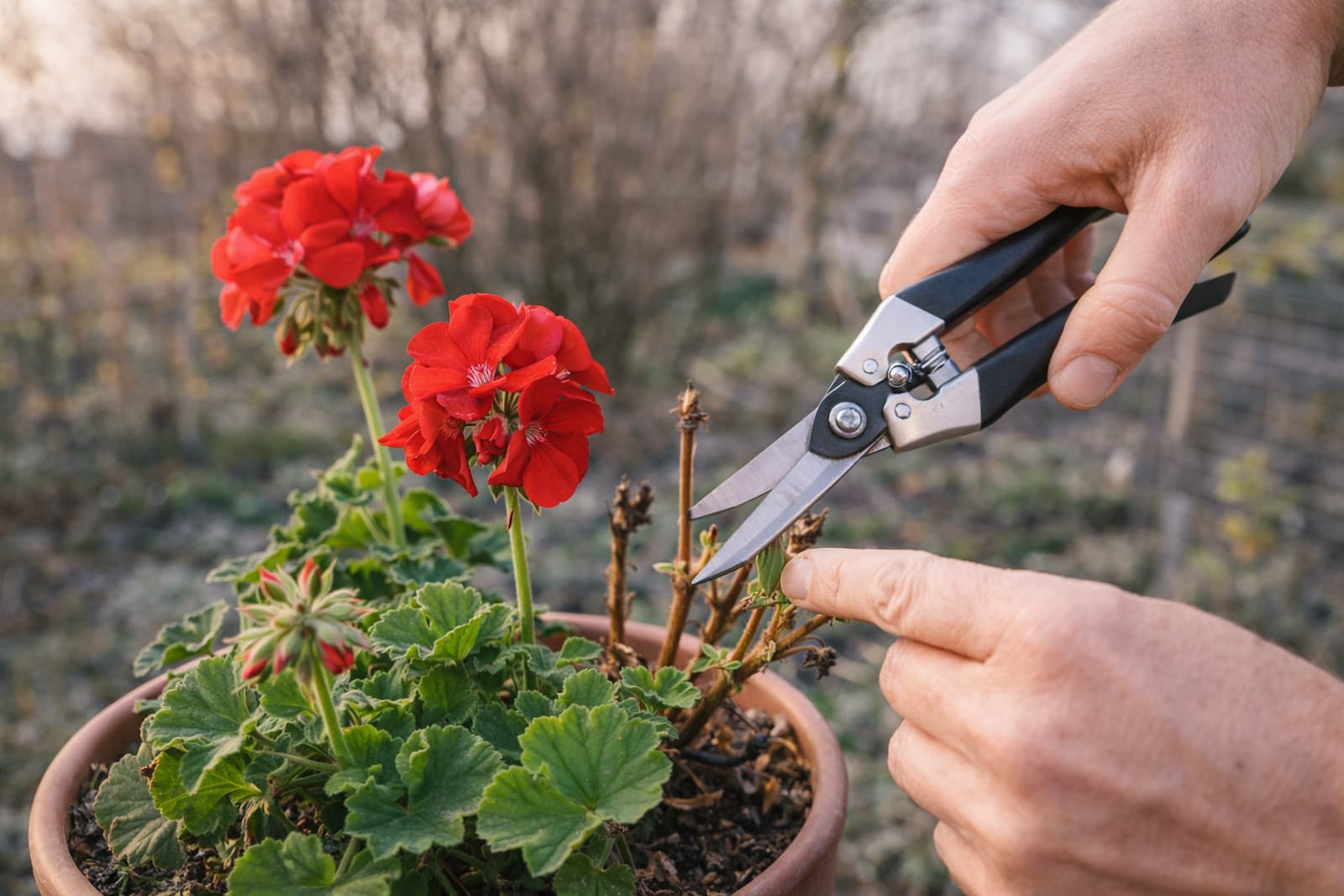 Muskátli gondozás februárban – Így indítsd be a növényed fejlődését!