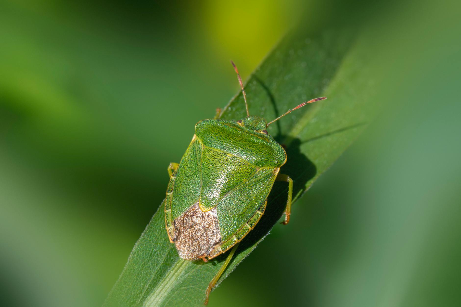 Detailed macro shot of a green shield bug on a lush green leaf.