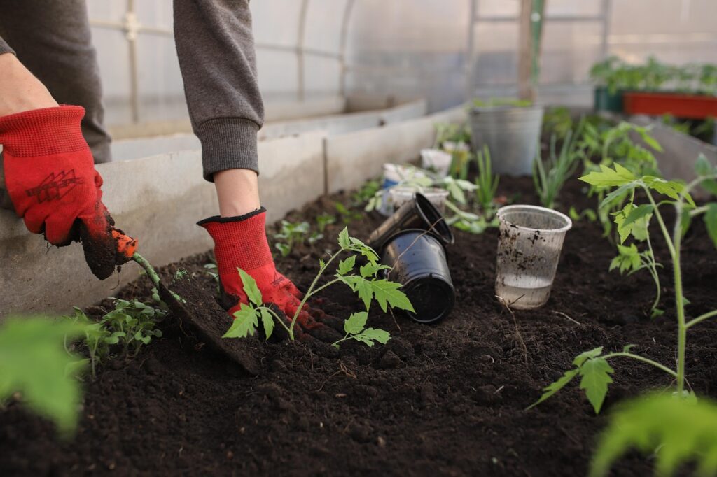greenhouse, planting, spring, beds, flower wallpaper, woman, girl, seedlings, tomatoes, plants, peppers, pots, earth, black soil, garden, vegetable garden, beautiful flowers, nature, shovel, flowers, vegetables, fruits, flower background, home, young, boring