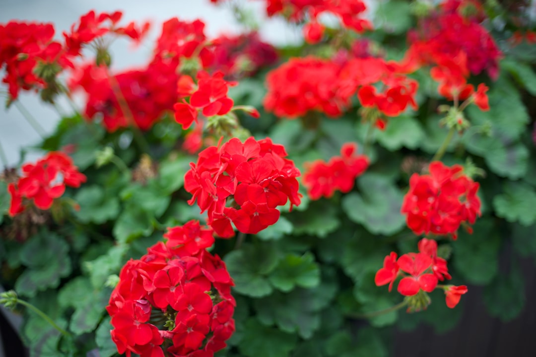 a bunch of red flowers that are in a pot