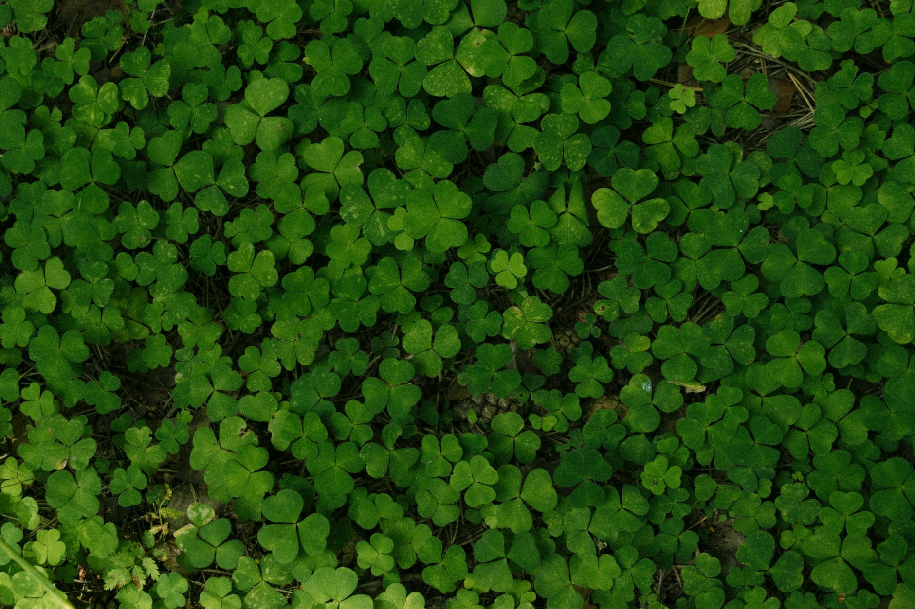 Dense field of lush green clover, perfect for nature-themed compositions.