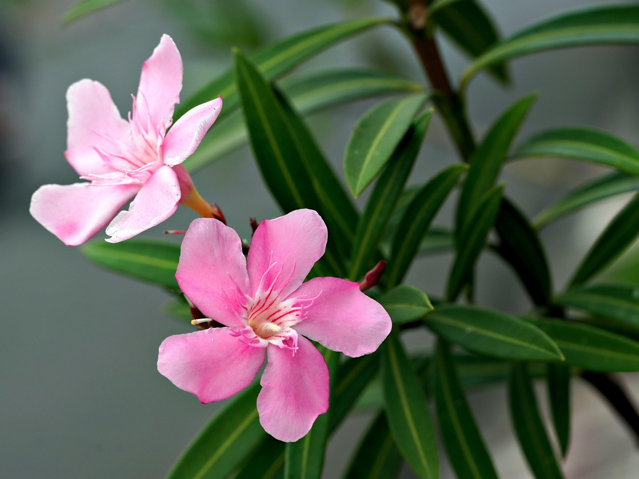 oleander, flower wallpaper, flora, nature, flower, flower background, beautiful flowers, botany