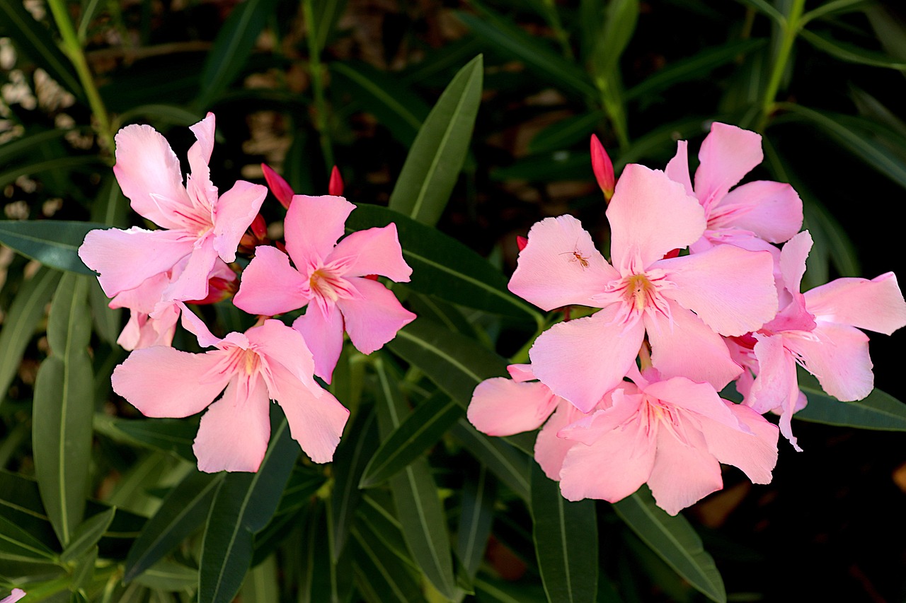 oleander, flowering shrubs, color pink, plants, horticulture, garden, gardening, flora, botanical, decoration, summer, luminous, colorful, nature, nerium oleander, inflorescence