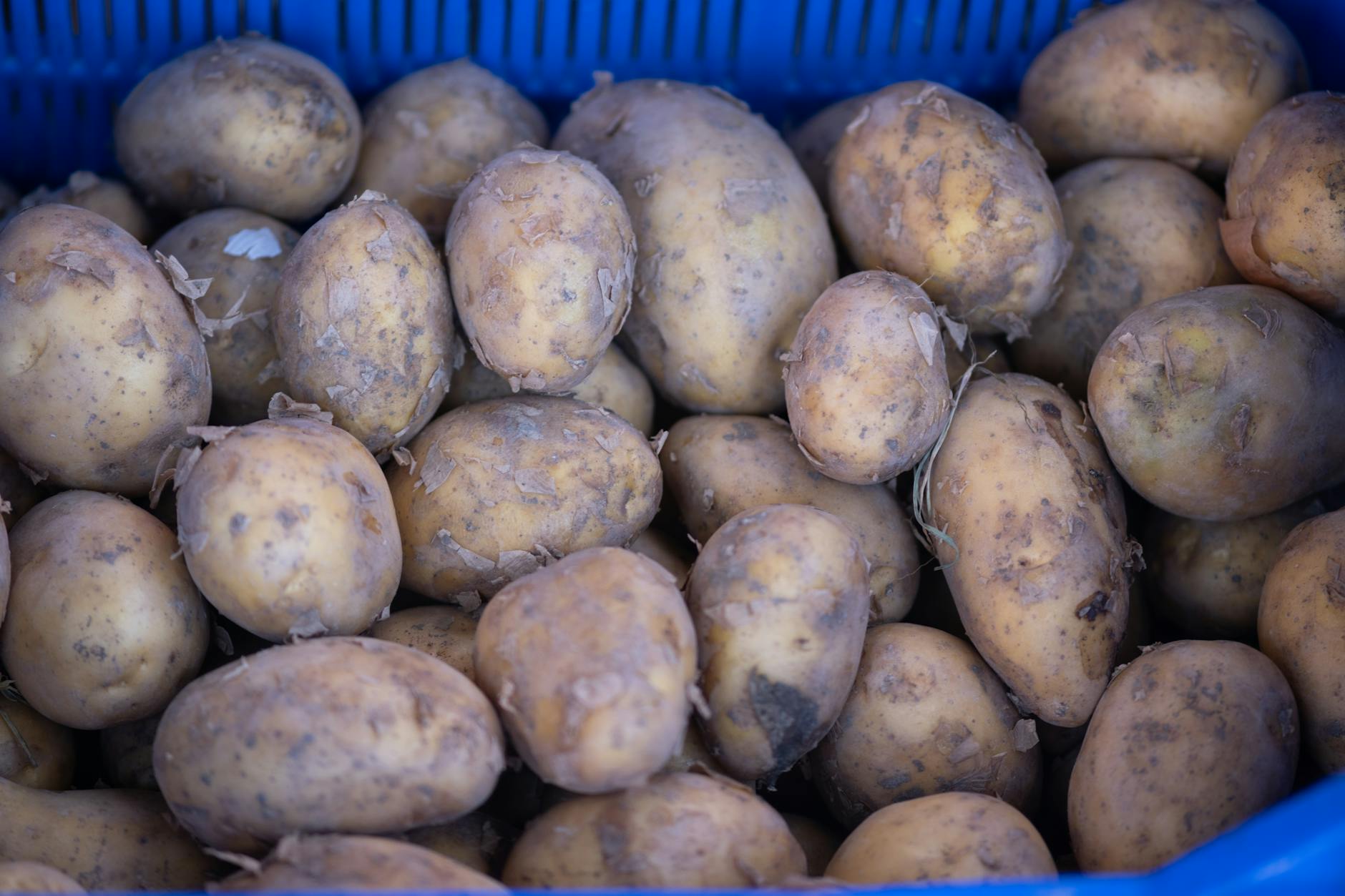 Close-up of freshly harvested potatoes in a blue basket at a local İzmir market.