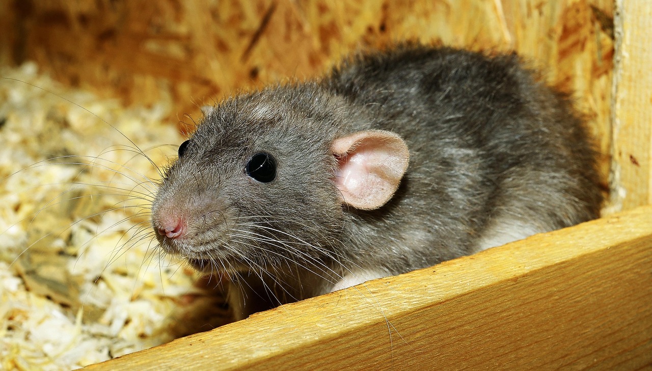 rat, female, color rat, rodent, domestic animal, cute, fun, fur, attractive, pretty, tame, friendly, smiling, rat, rat, rat, rat, rat