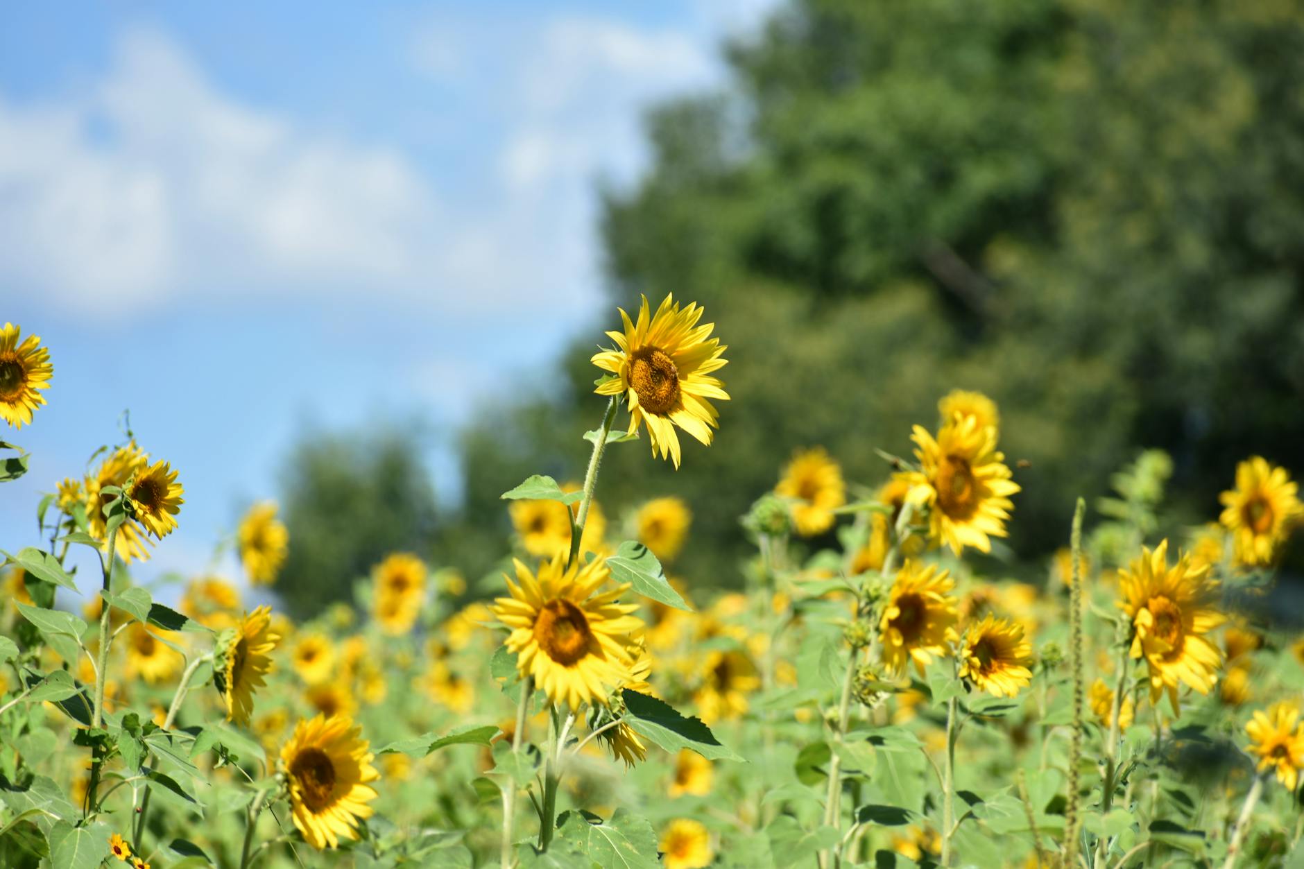 A lively sunflower field in full bloom under a sunny sky in Knoxville, Tennessee.