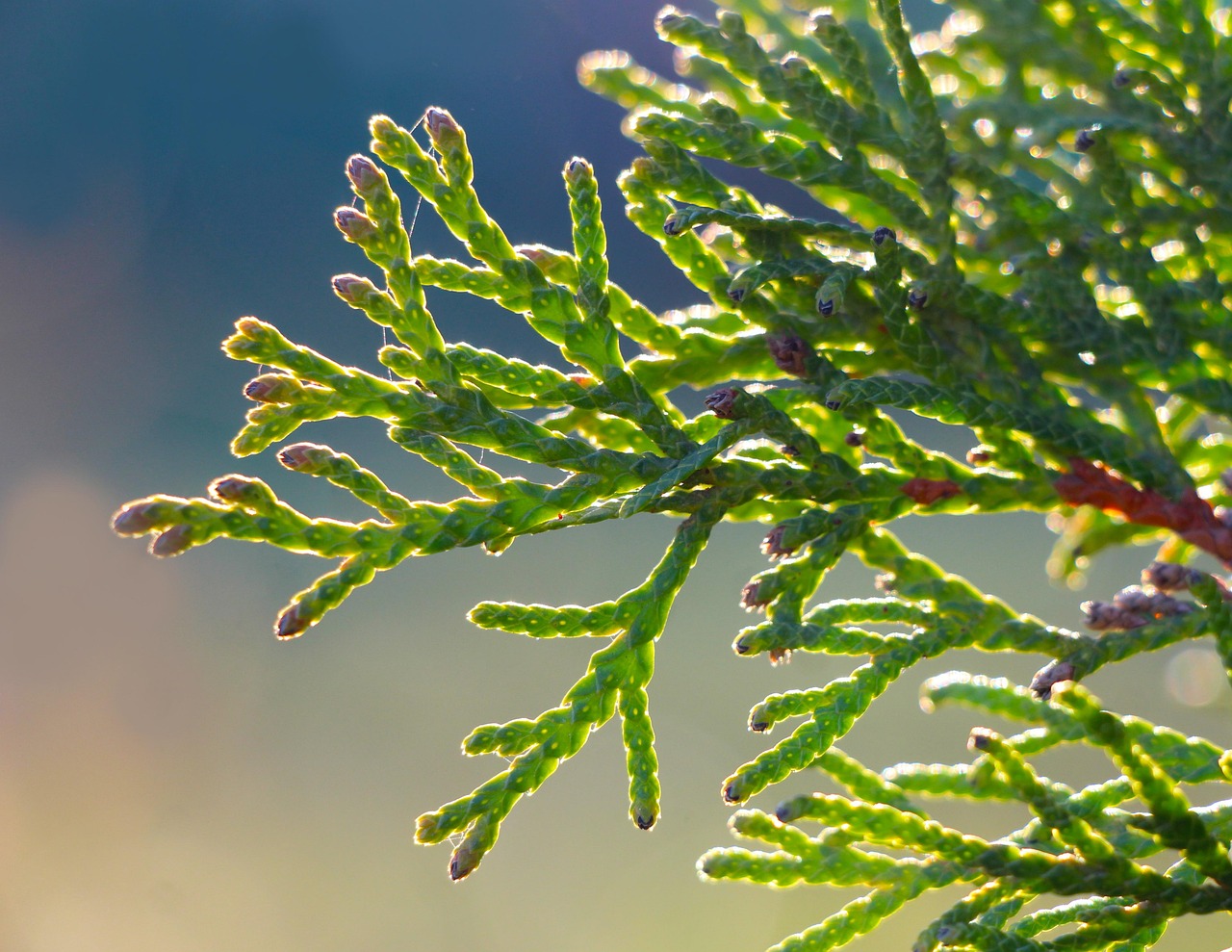 thuja tree, garden, nature, macro