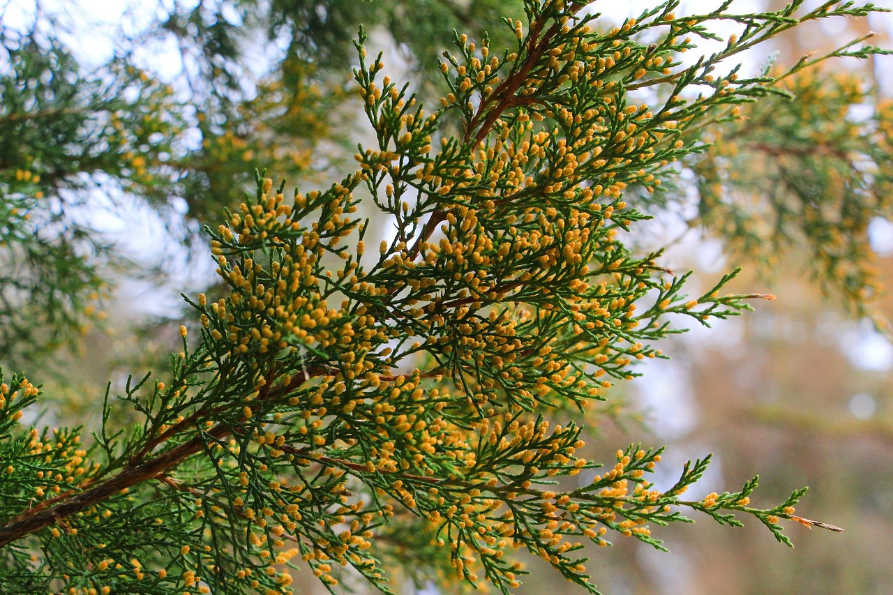 twigs, thuja, nature, plant