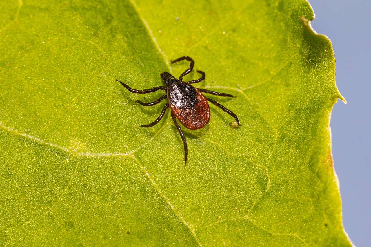 tick, lyme, ixodes scapularis, deer tick, black-legged tick, ixodes ricinus, castor bean tick, disease, illness, sheep tick, insect, parasitic, nature, animal, arachnid, hard-bodied tick, arthropod, plant, poisonous, bacteria, tick, tick, tick, tick, tick, deer tick, deer tick