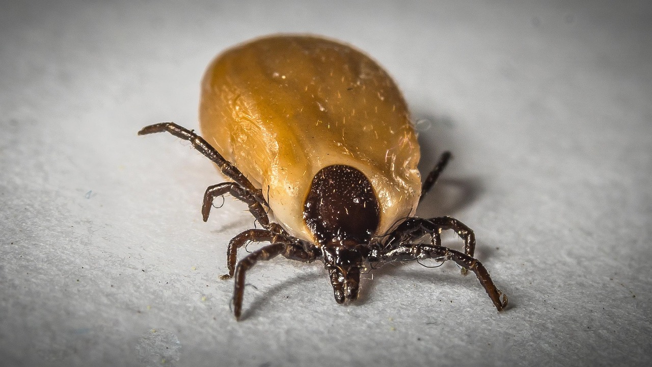 tick, macro, close up, borreliosis, creature, tbe, animal, health risk, nature, pathogen, insect, green, arachnid, disease carriers, parasite, mammal, borreliosis risk, dangerous, insects, mite species, meningitis, deer tick, tick, tick, tick, tick, tick, parasite